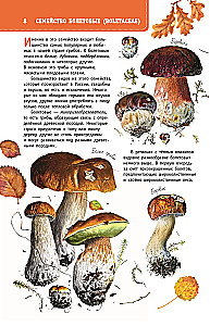 Mushrooms of Russia. A Guide