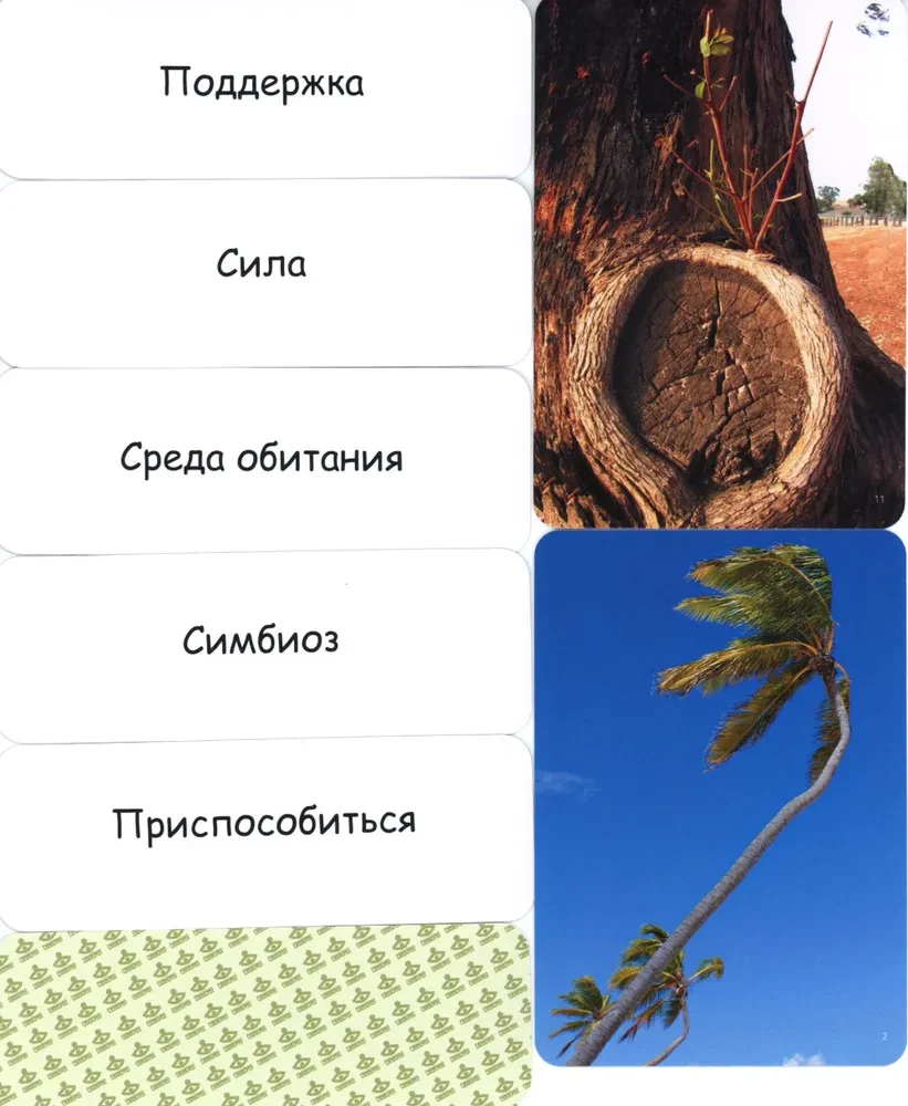Набор метафорических карт - Дерево как образ человека (Жесткая коробка)