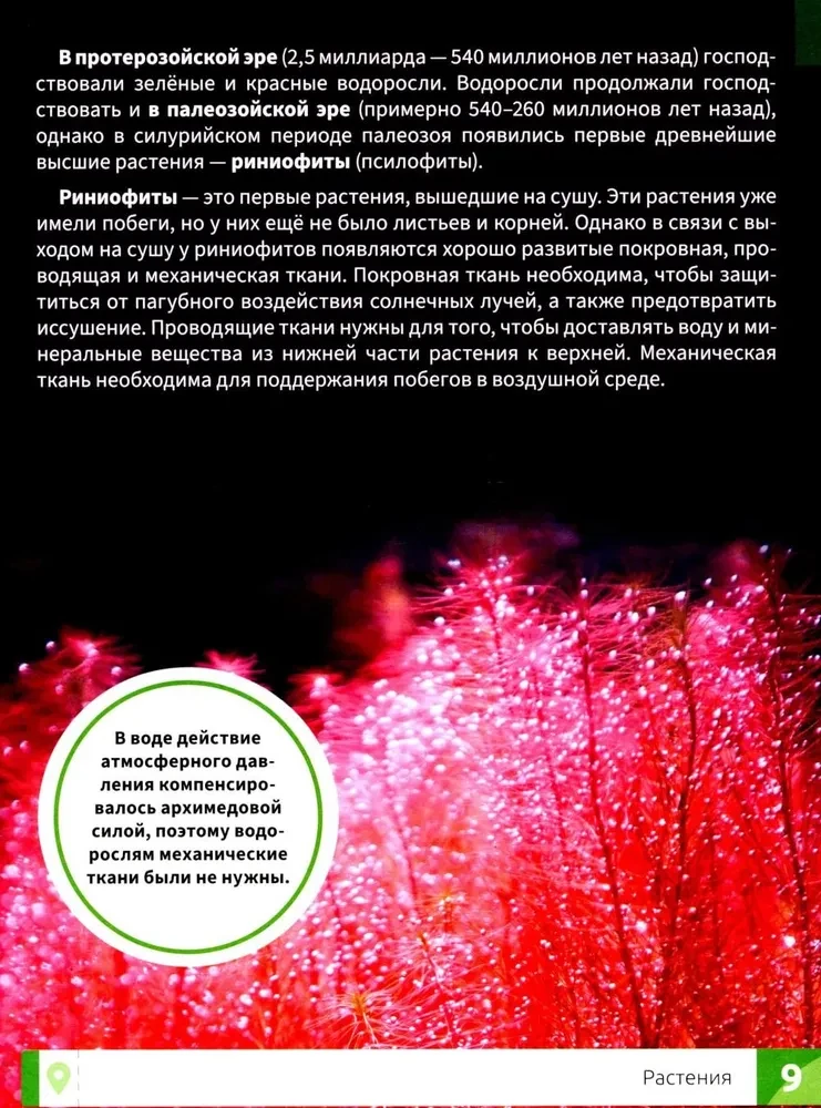 Rośliny