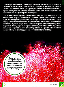 Rośliny