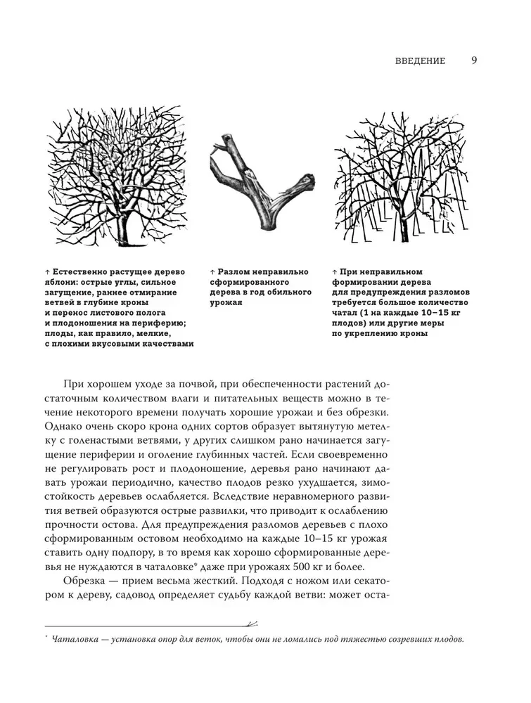 Baumschnitt im Garten. Expertenratgeber zum Anlegen eines Obstgartens