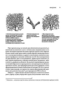 Baumschnitt im Garten. Expertenratgeber zum Anlegen eines Obstgartens