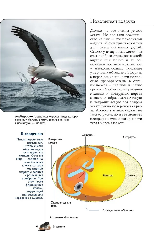 Vögel. Illustrierter Leitfaden
