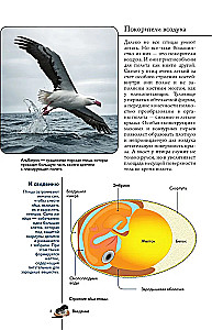 Vögel. Illustrierter Leitfaden