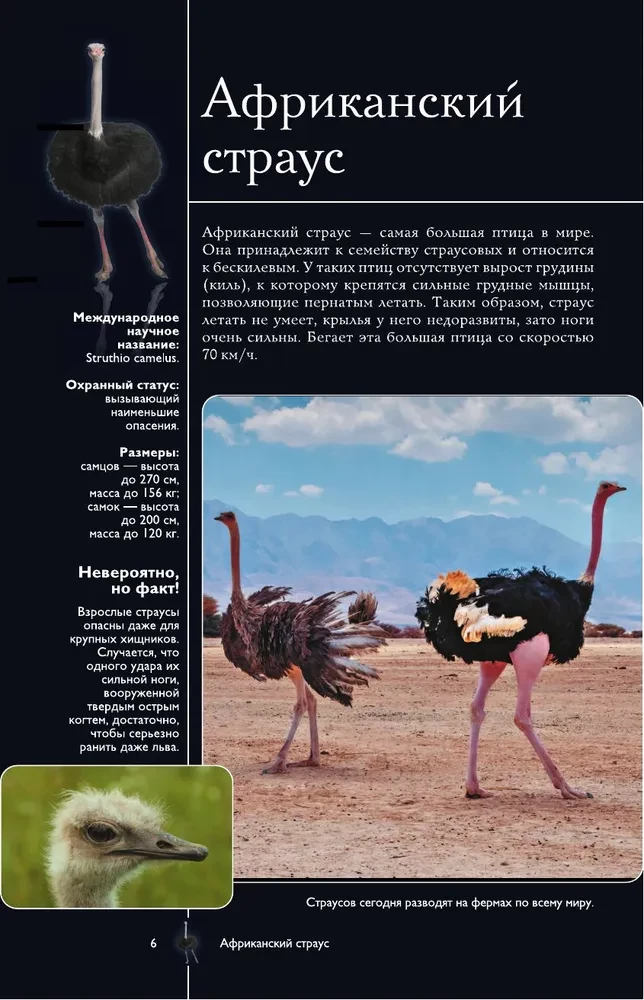 Vögel. Illustrierter Leitfaden