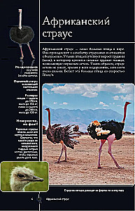 Vögel. Illustrierter Leitfaden