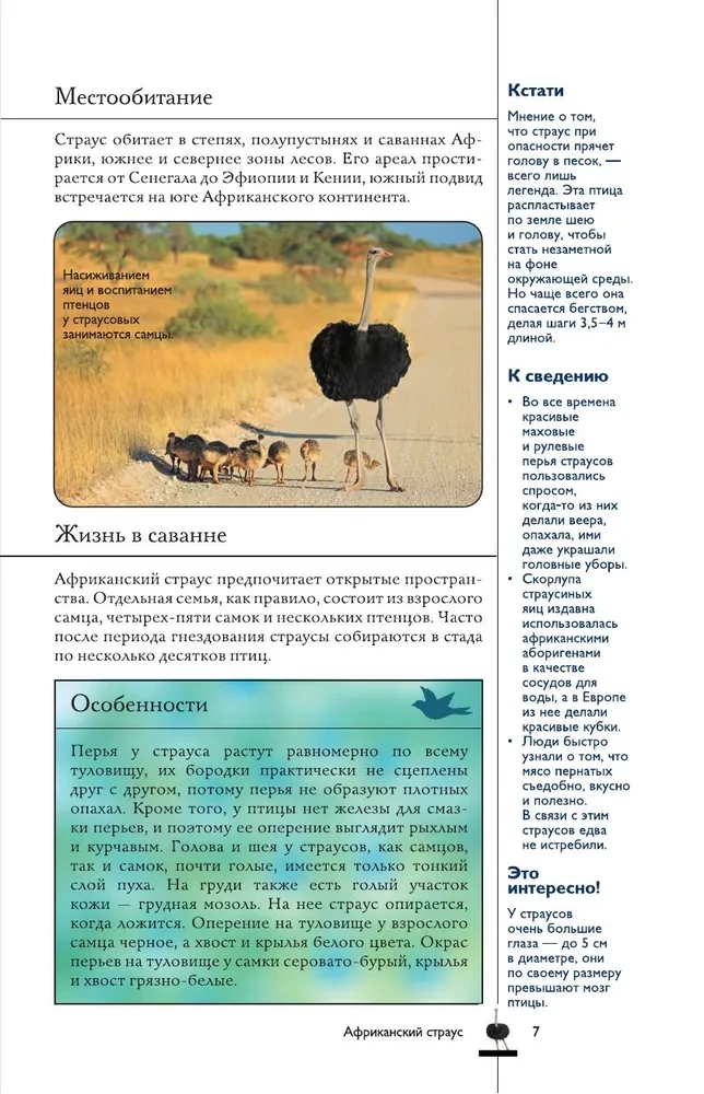 Vögel. Illustrierter Leitfaden