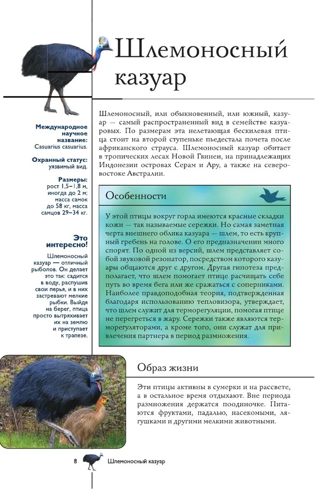 Vögel. Illustrierter Leitfaden