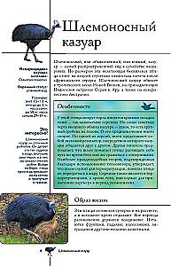 Vögel. Illustrierter Leitfaden