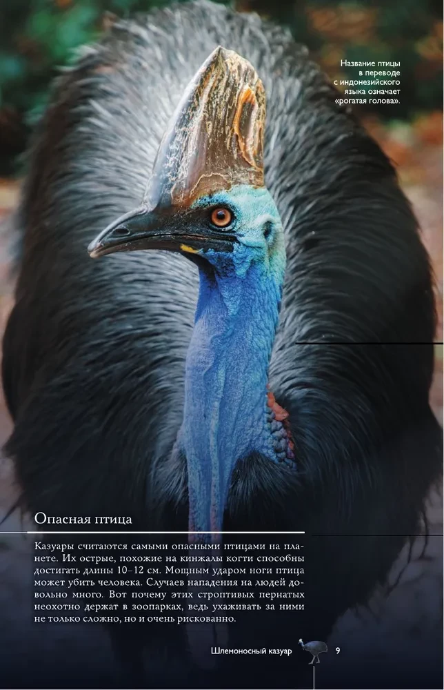 Vögel. Illustrierter Leitfaden