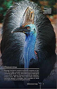 Vögel. Illustrierter Leitfaden