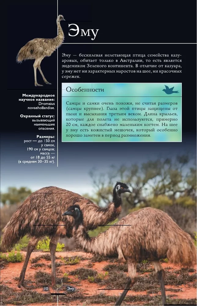 Vögel. Illustrierter Leitfaden