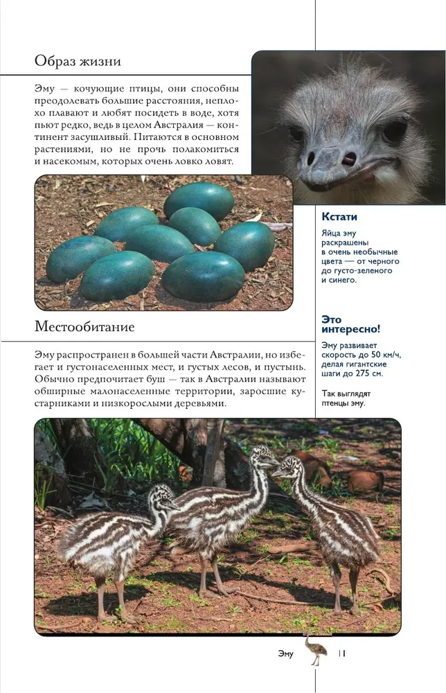 Vögel. Illustrierter Leitfaden