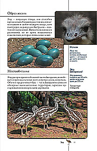 Vögel. Illustrierter Leitfaden