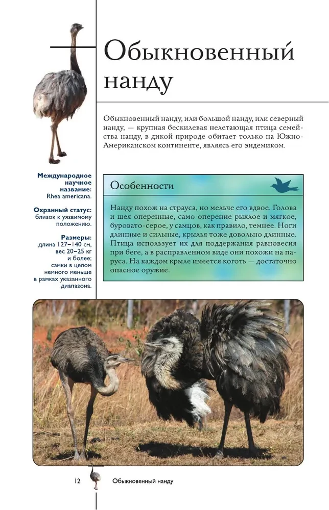 Vögel. Illustrierter Leitfaden