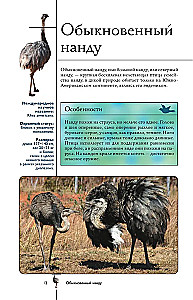 Vögel. Illustrierter Leitfaden