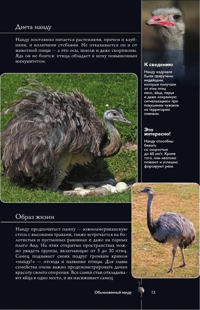 Vögel. Illustrierter Leitfaden