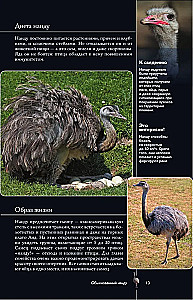 Vögel. Illustrierter Leitfaden