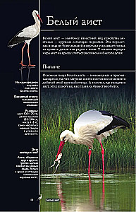 Vögel. Illustrierter Leitfaden