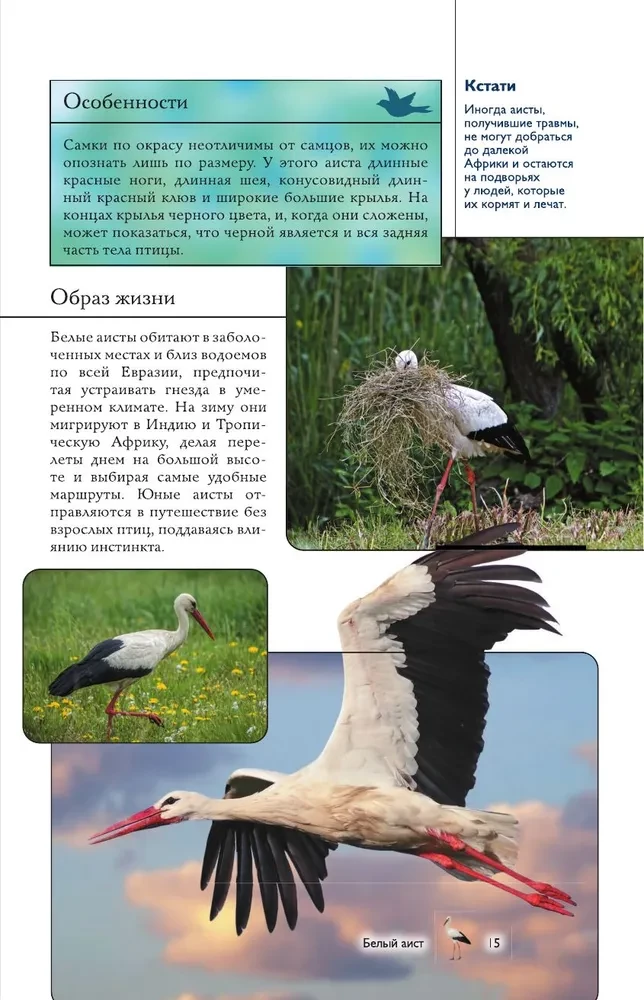 Vögel. Illustrierter Leitfaden