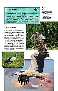 Vögel. Illustrierter Leitfaden