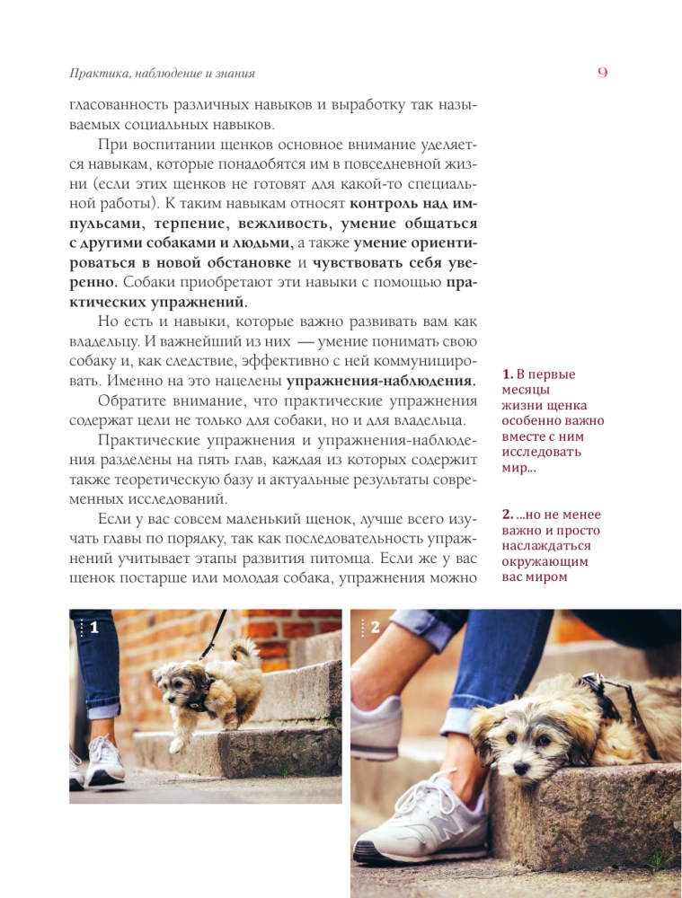 Deutsche Hundetraining Schule. Moderne Erziehungsmethoden