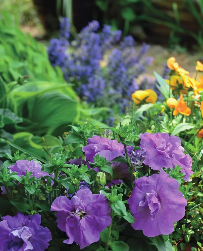 The Bible of Garden Flowers. Annuals, Perennials, and Bulbs. Tips for Planting, Growing, and Care