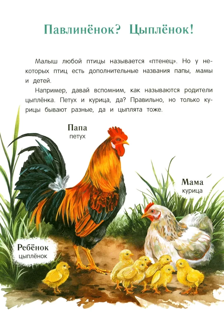 Peacock? Chick! Winged Families: Facts and Games