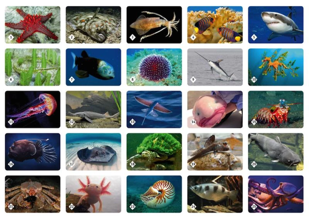 Board game - Memo. Underwater World