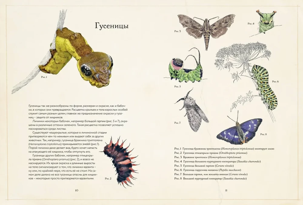 Paslaptingas drugelių pasaulis