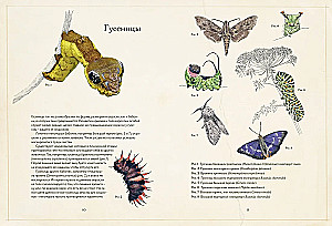 Paslaptingas drugelių pasaulis