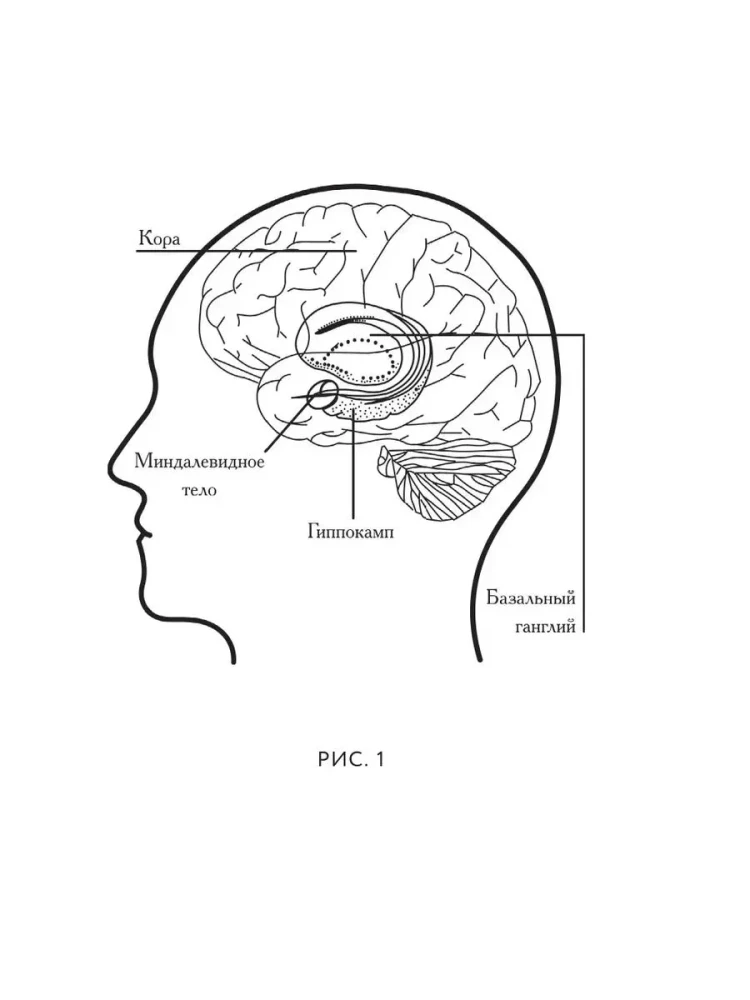 Von Zen zu Neuron. Wie man sein Leben verbessert, indem man die Neurowissenschaften des Westens und die Weisheit des Ostens nutzt