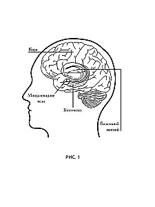 Von Zen zu Neuron. Wie man sein Leben verbessert, indem man die Neurowissenschaften des Westens und die Weisheit des Ostens nutzt