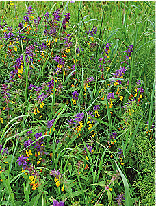 Medicinal Plants. Large Illustrated Encyclopedia