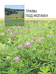 Medicinal Plants. Large Illustrated Encyclopedia