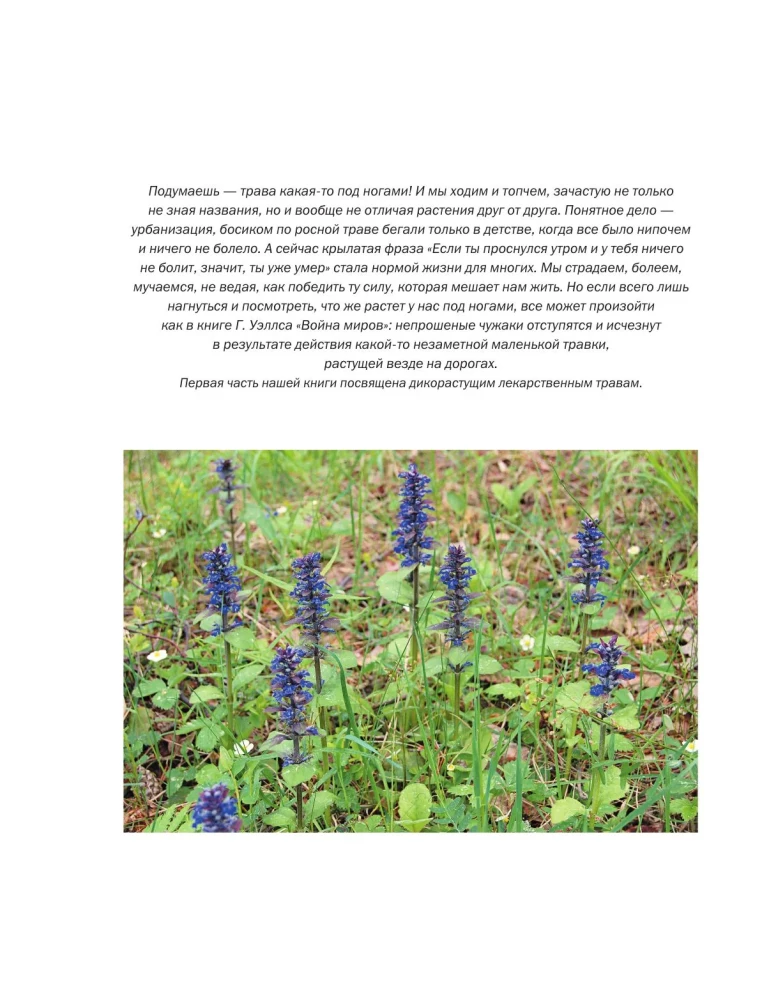 Medicinal Plants. Large Illustrated Encyclopedia