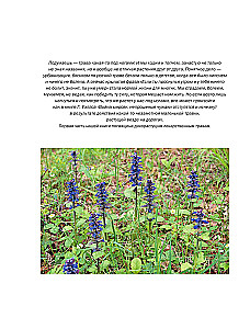 Medicinal Plants. Large Illustrated Encyclopedia