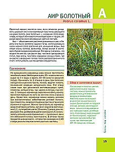 Medicinal Plants. Large Illustrated Encyclopedia