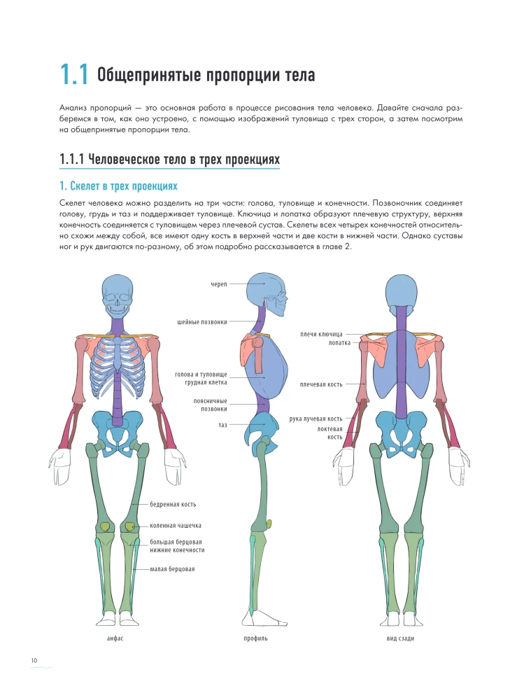 Der Mensch in Bewegung. Ein detaillierter anatomischer Kurs zur Zeichnung: von der allgemeinen Form bis zur Perspektive