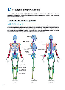 Der Mensch in Bewegung. Ein detaillierter anatomischer Kurs zur Zeichnung: von der allgemeinen Form bis zur Perspektive