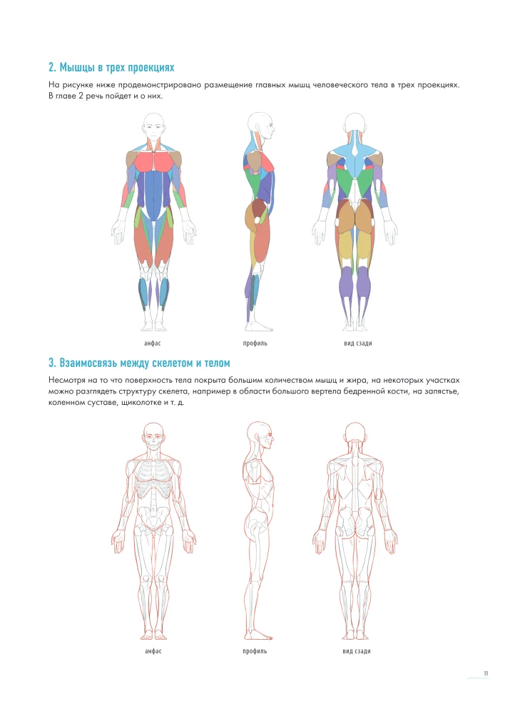 Der Mensch in Bewegung. Ein detaillierter anatomischer Kurs zur Zeichnung: von der allgemeinen Form bis zur Perspektive