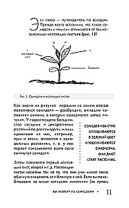 Огород без прополки. Лучшая стратегия в борьбе с сорняками