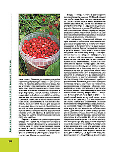 Большая иллюстрированная энциклопедия лекарственных растений