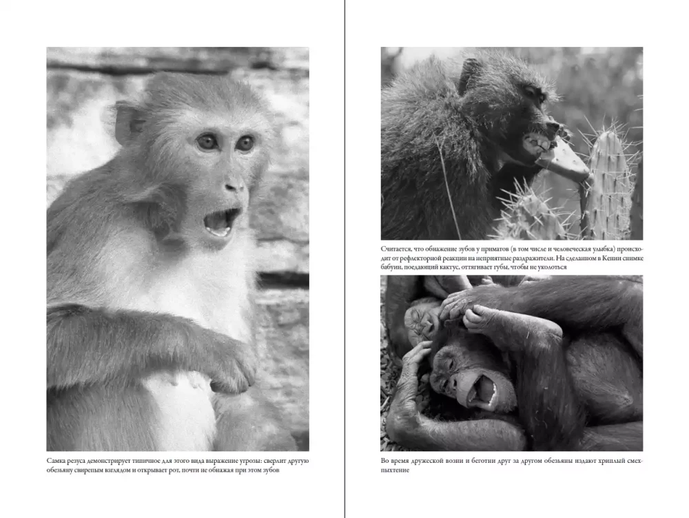 The Last Embrace of Mama: What Animal Emotions Teach Us