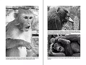 The Last Embrace of Mama: What Animal Emotions Teach Us