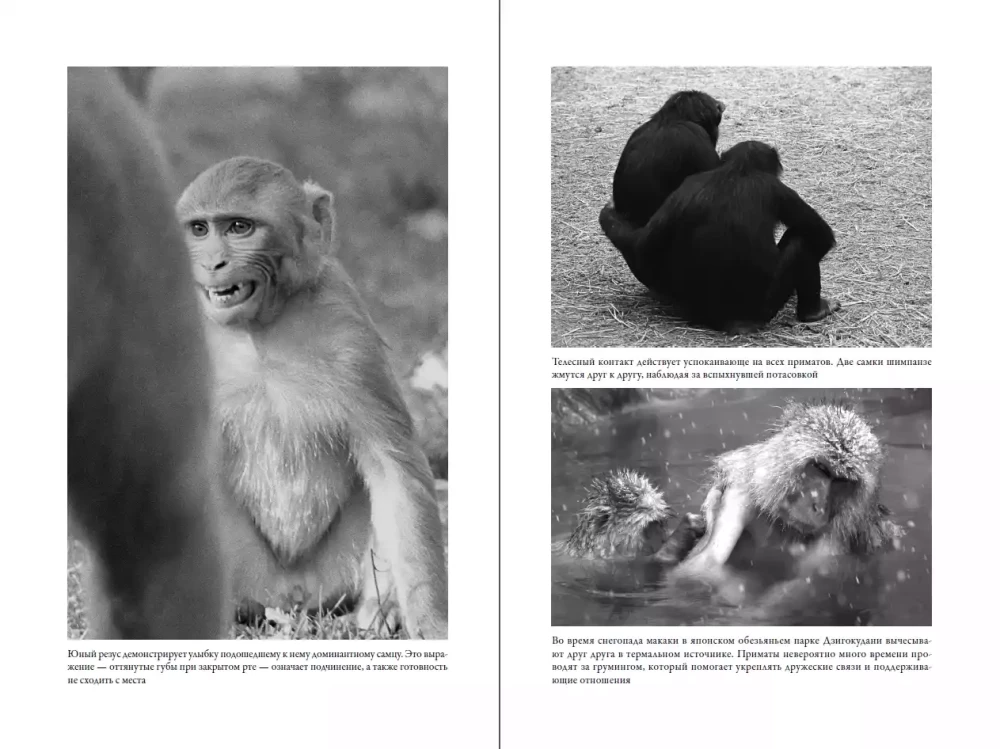 The Last Embrace of Mama: What Animal Emotions Teach Us