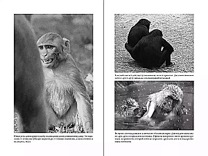The Last Embrace of Mama: What Animal Emotions Teach Us