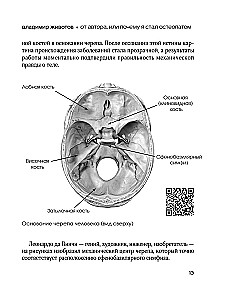 Elav osteopaatia. Süsteemne lähenemine ilmsed ja varjatud haiguste ravimisele