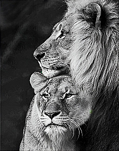 Paint by Numbers - Lion and Lioness, 40x50cm