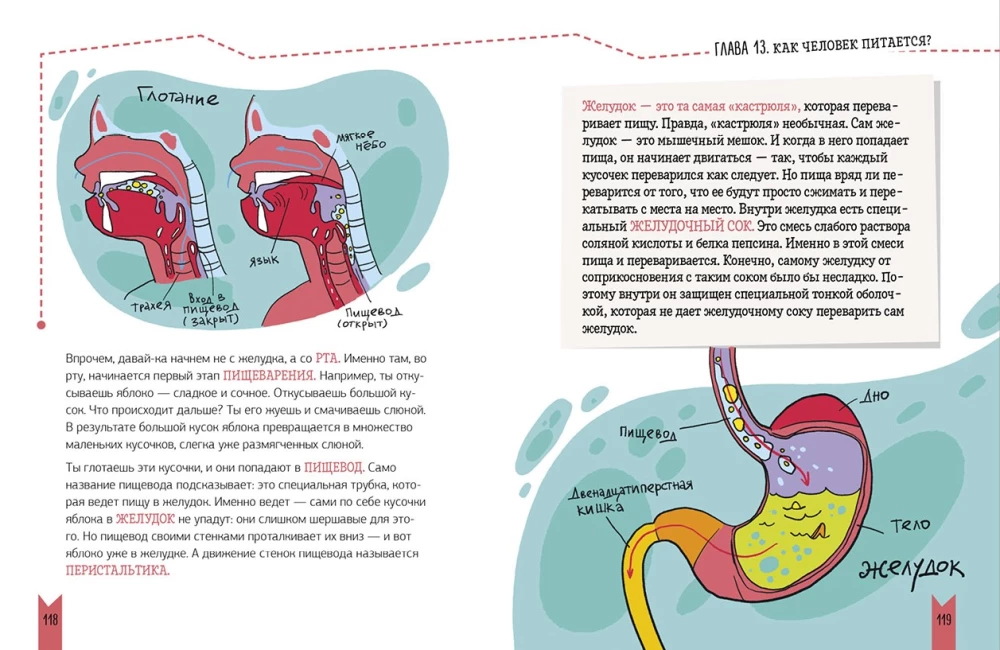 Real Biology. How the Human Body Works
